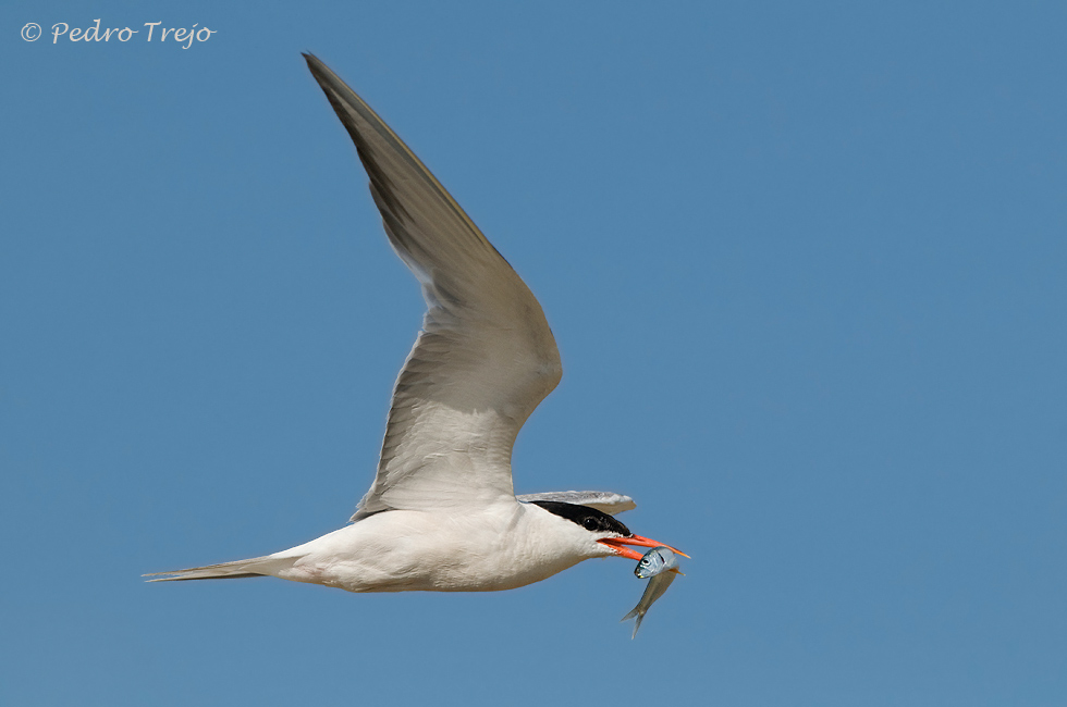 Charran común ( Sterna hirundo)